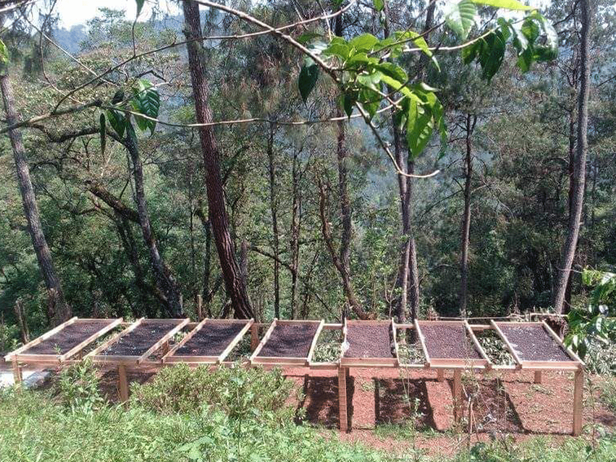 View of trays of coffee cherries being dried in the sun